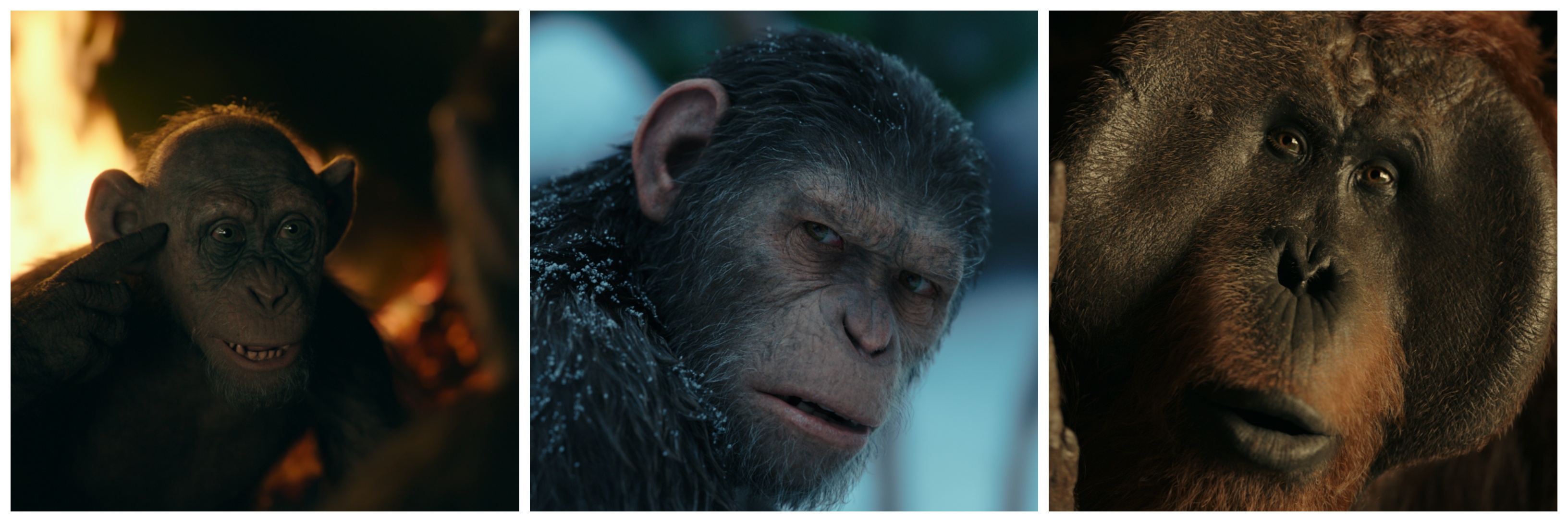 Simian close-ups, the digital faces of the apes from War for the Planet of the Apes. All images courtesy 20th Century Fox.