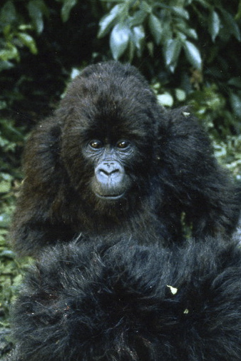 A trio of Stan Winston Studio mountain gorillas created for Instinct.