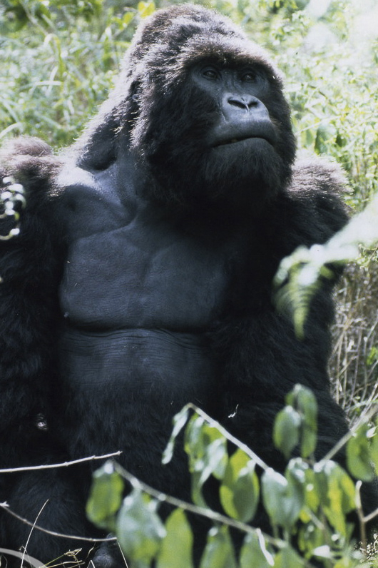 A trio of Stan Winston Studio mountain gorillas created for Instinct.