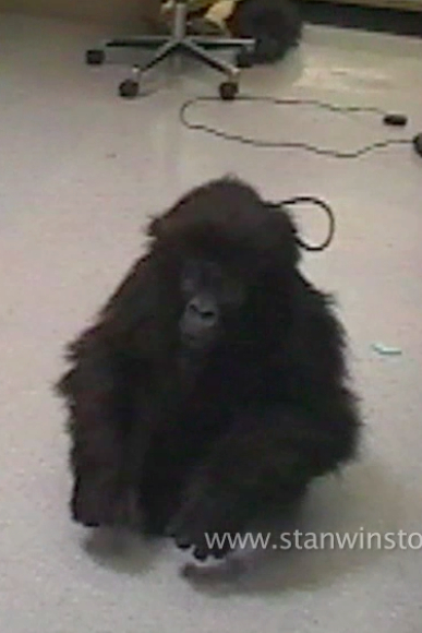 Verne Troyer in the near-complete gorilla suit during a test fitting at SWS.