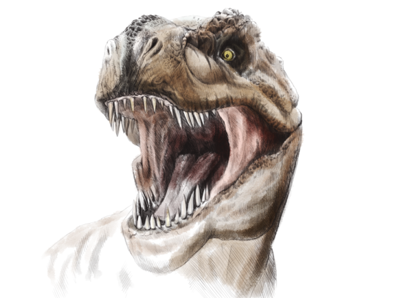 A toothsome T-Rex drawn by Emka Klučovská.