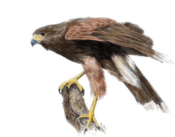 Birds drawn by Emka Klučovská.