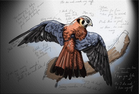Birds drawn by Emka Klučovská.