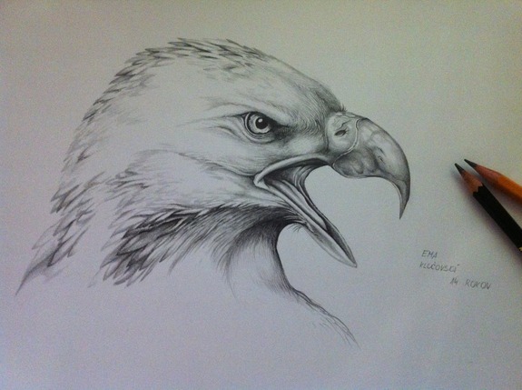 Birds drawn by Emka Klučovská.
